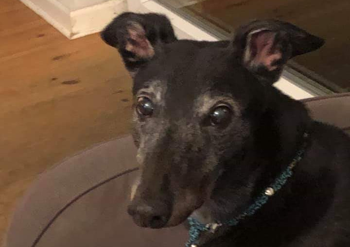 Greyhound-Rüde: ROCKY